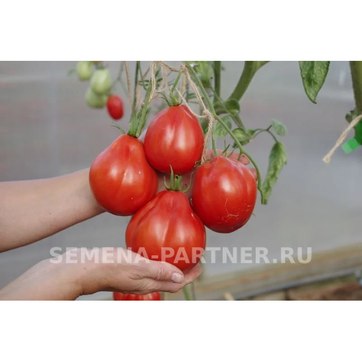 КАХУРИ