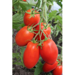 ВИКУСЯ