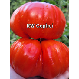 ЦЕФЕЯ