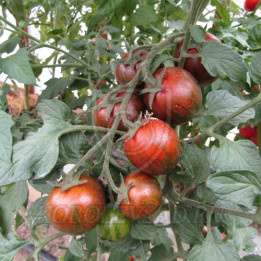 КУРО СУДЖИ