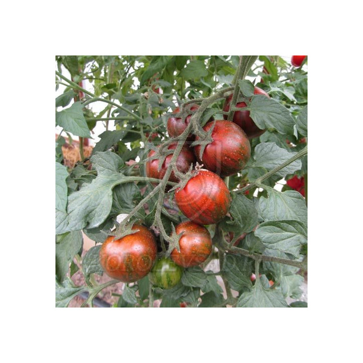 КУРО СУДЖИ