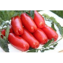 ДРОВА