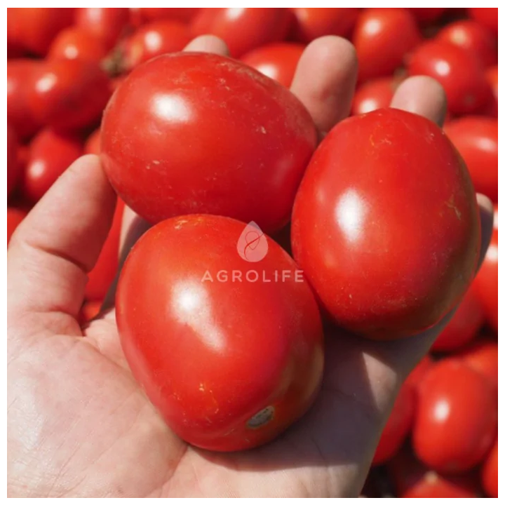 ОЛИВЕНЗА