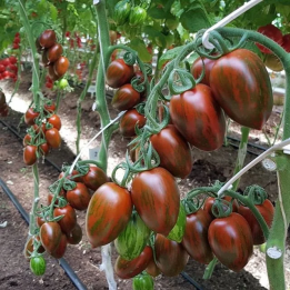 КРАСНЫЙ КАМУФЛЯЖ