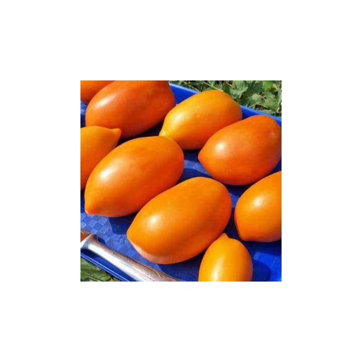ЗОЛОТОЙ КЕНИГСБЕРГ