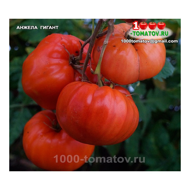 АНЖЕЛА