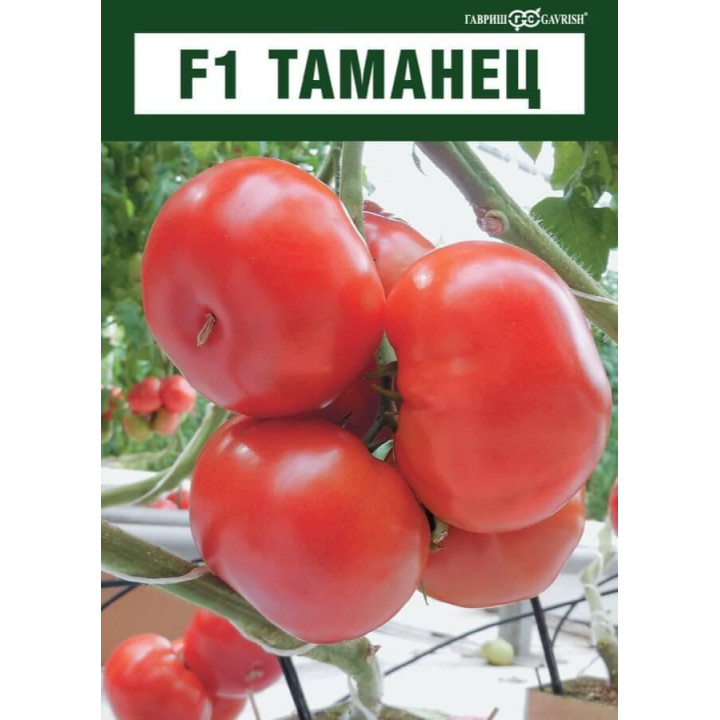 ТАМАНЕЦ