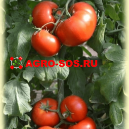 АВВАЛ