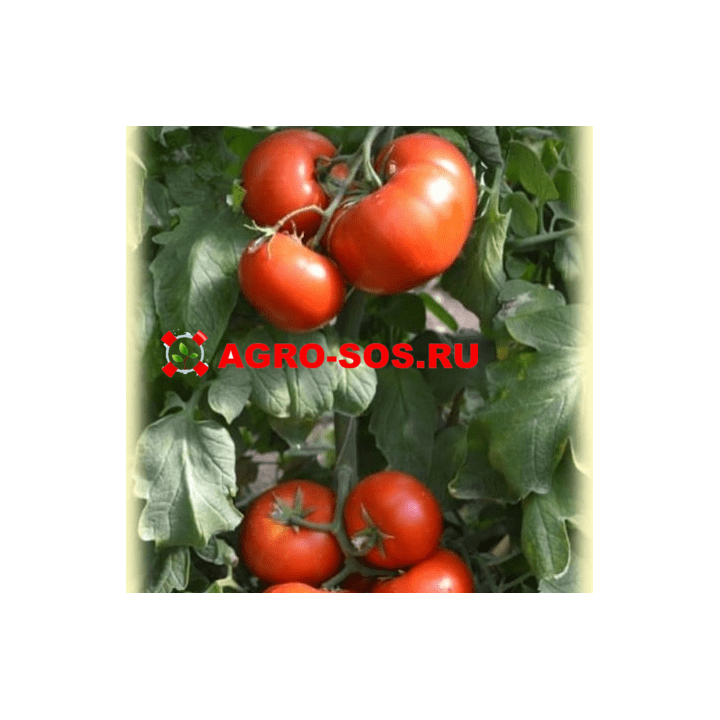 АВВАЛ