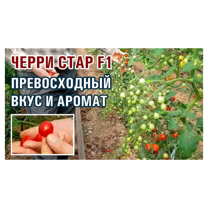 ЧЕРРИСТАР