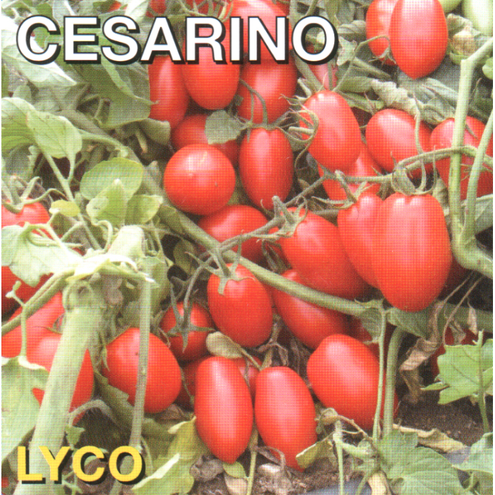 ЧЕЗАРИНО
