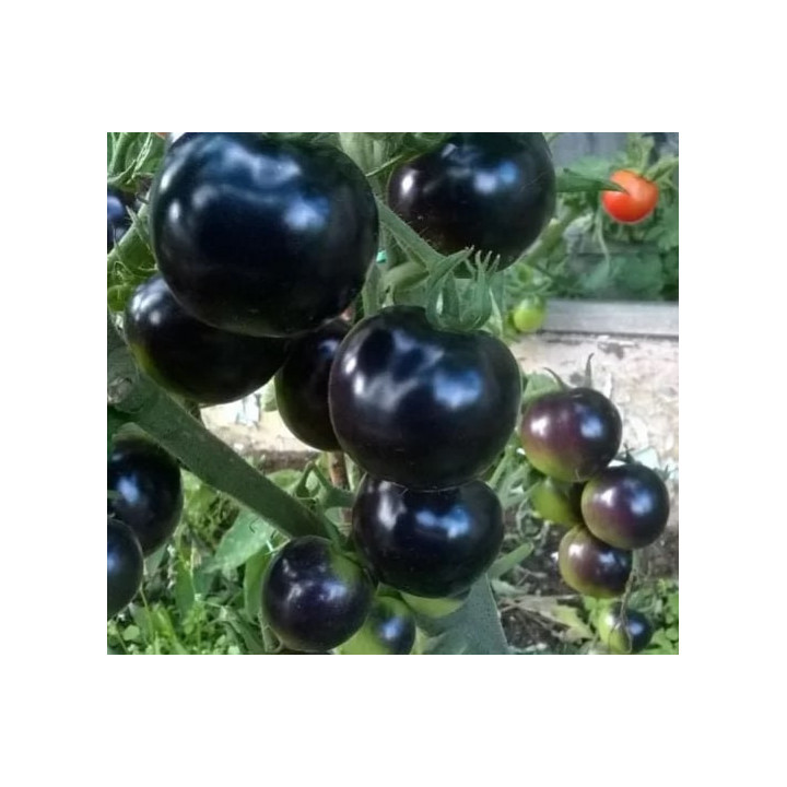 АШКЕЛОН