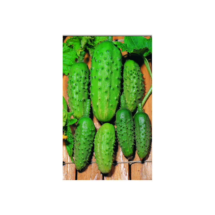 Конкурент