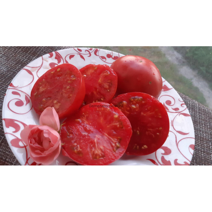 БЕРНСКАЯ РОЗА