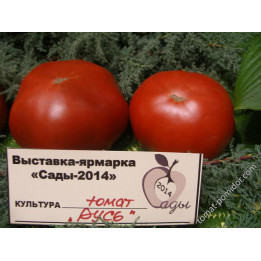 РЫСЬ