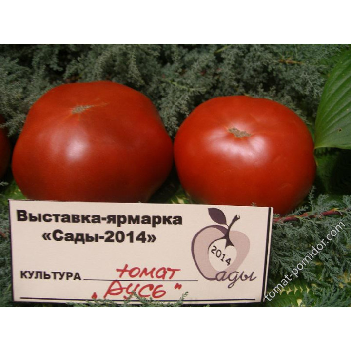 РЫСЬ
