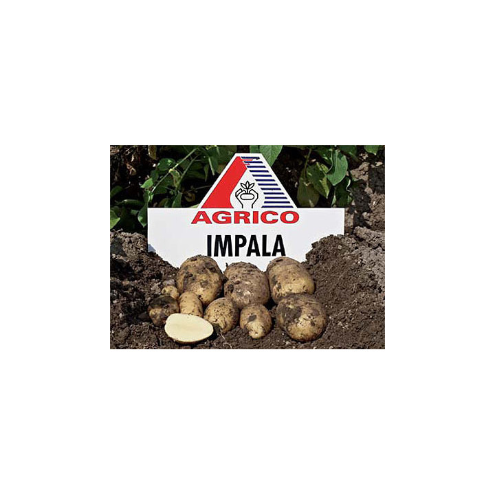 Импала / Impala
