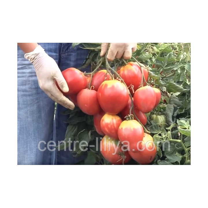 САХАРНАЯ НАСТАСЬЯ