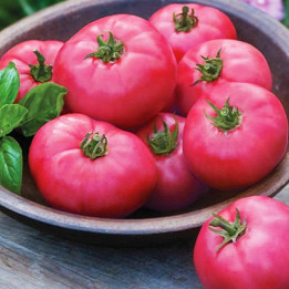 МИКАДО РОЗОВЫЙ