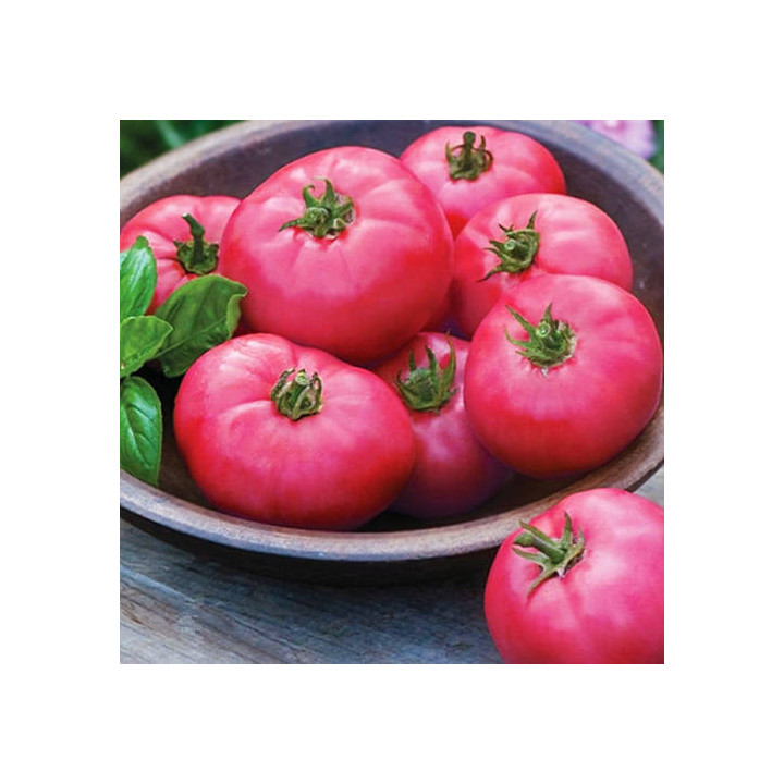 МИКАДО РОЗОВЫЙ
