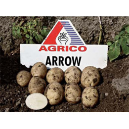 Эроу / Arrow