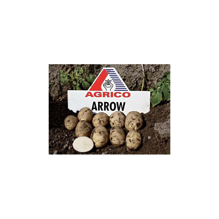 Эроу / Arrow