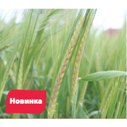 Бойос / Bojos