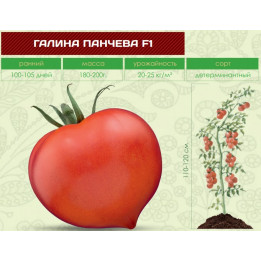 ГАЛИНА ПАНЧЕВА