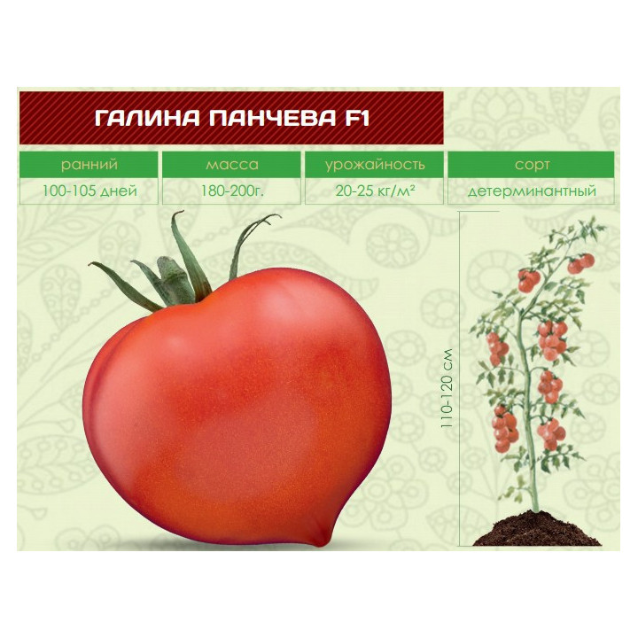 ГАЛИНА ПАНЧЕВА