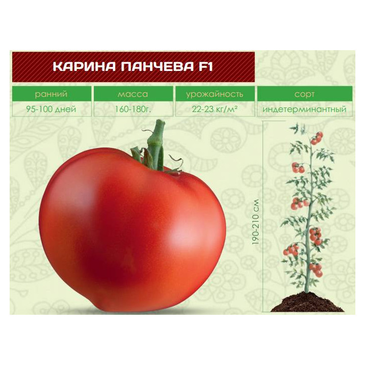 КАРИНА ПАНЧЕВА