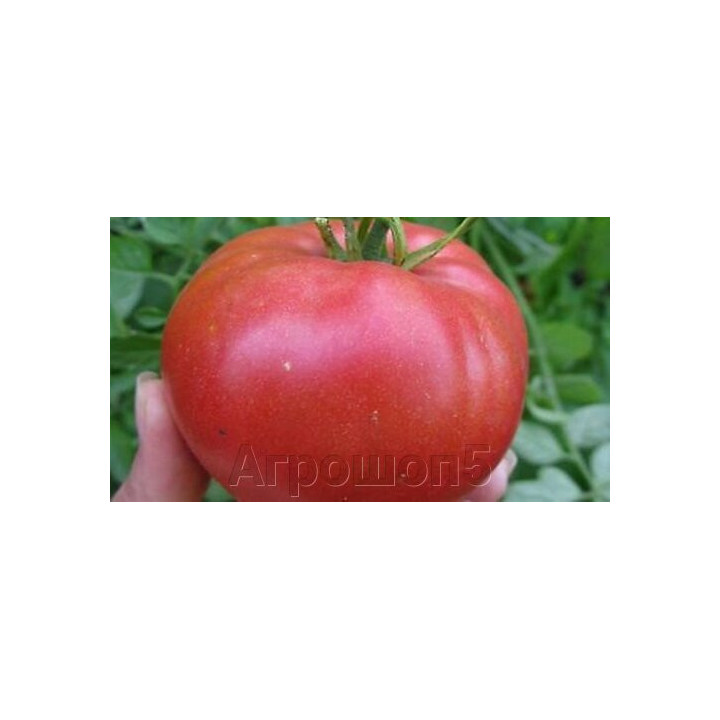 ВЭДИ 3