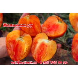 ОРАНЖЕВЫЙ СЛОН