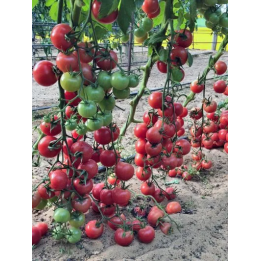 ЧЕРРИРОЗА