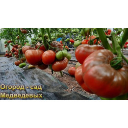 СТРАТЕГ