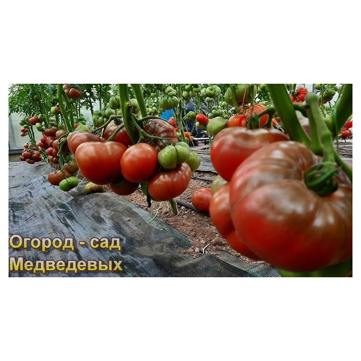 СТРАТЕГ