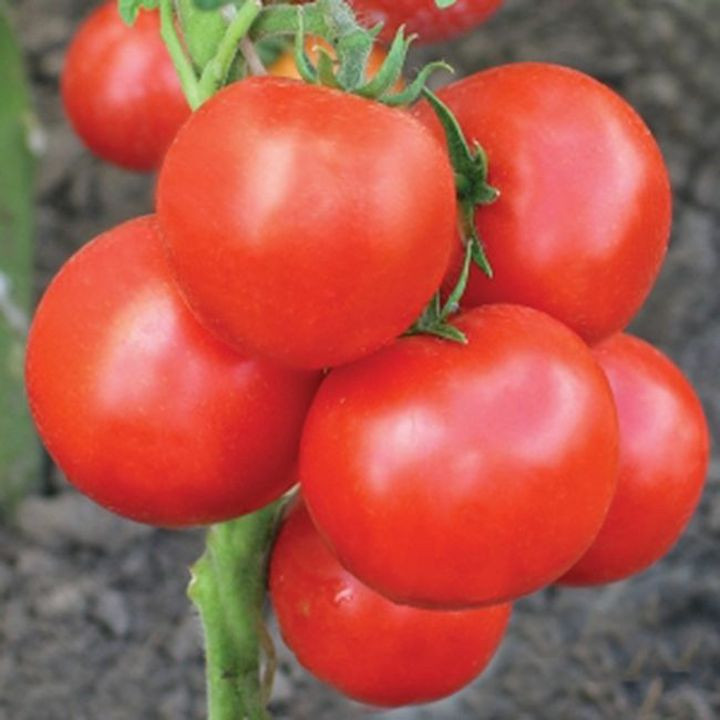 СТЕПНОЙ