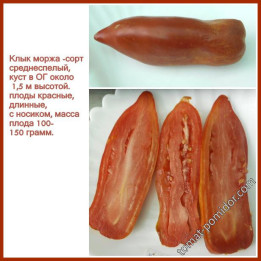 МОРЖ