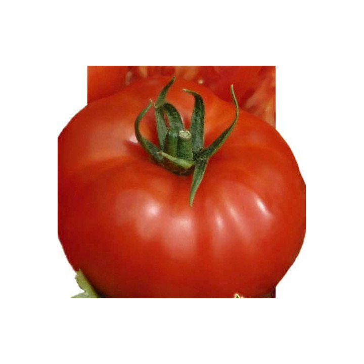 МАГНУМ 44
