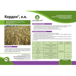 КОРДОН
