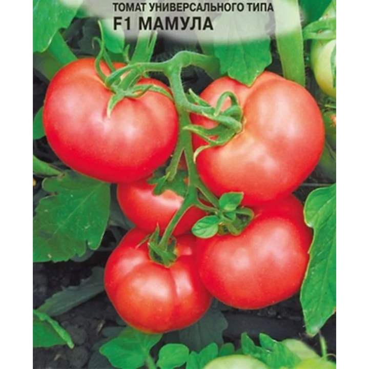 МАМУЛА