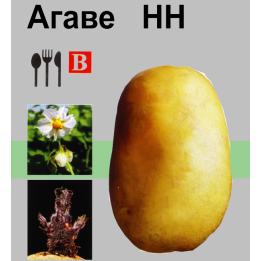 АГАВЕ / AGAVE
