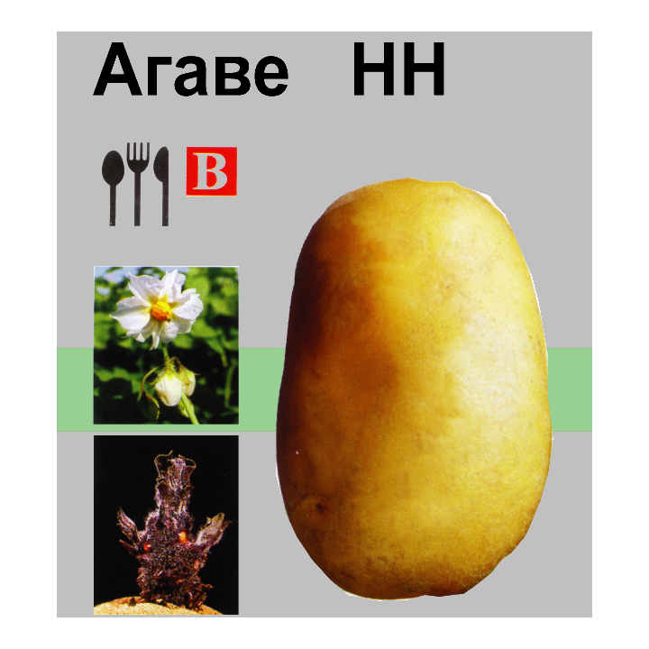 АГАВЕ / AGAVE
