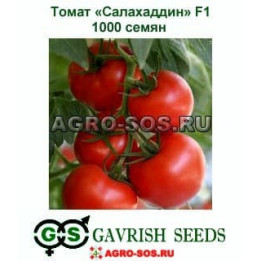 САЛАХАДДИН