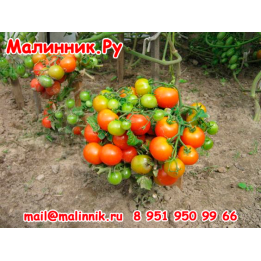 МАЛЕЦ
