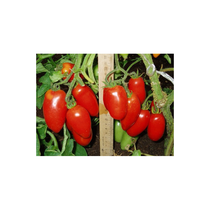 ПЕРЧИК