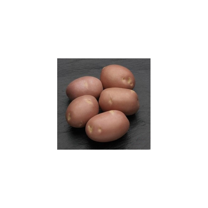 Моцарт / Mozart