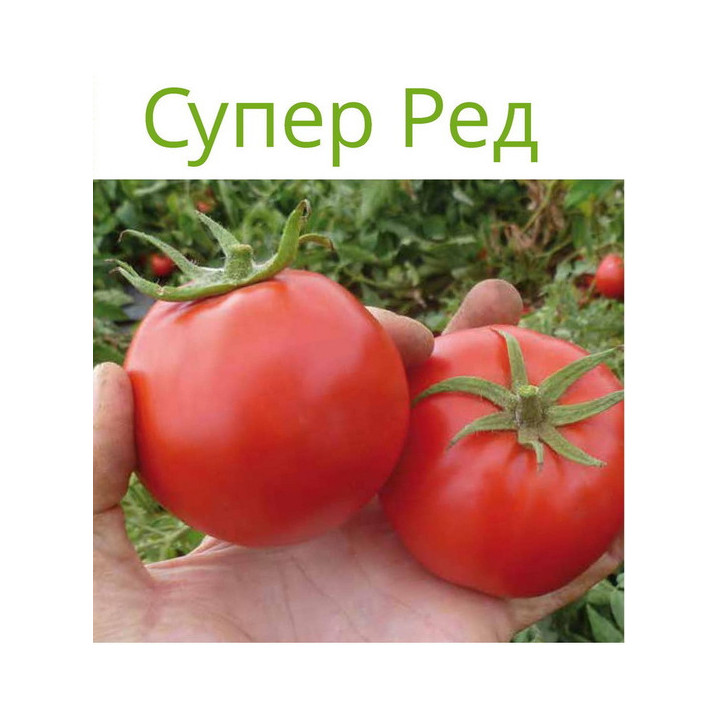 СУПЕР РЕД