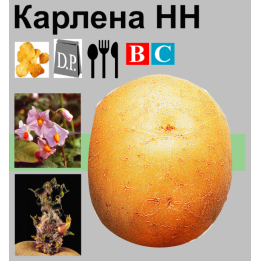 Карлена / Karlena