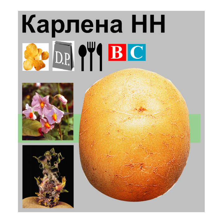 Карлена / Karlena