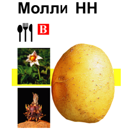 Молли / Molli